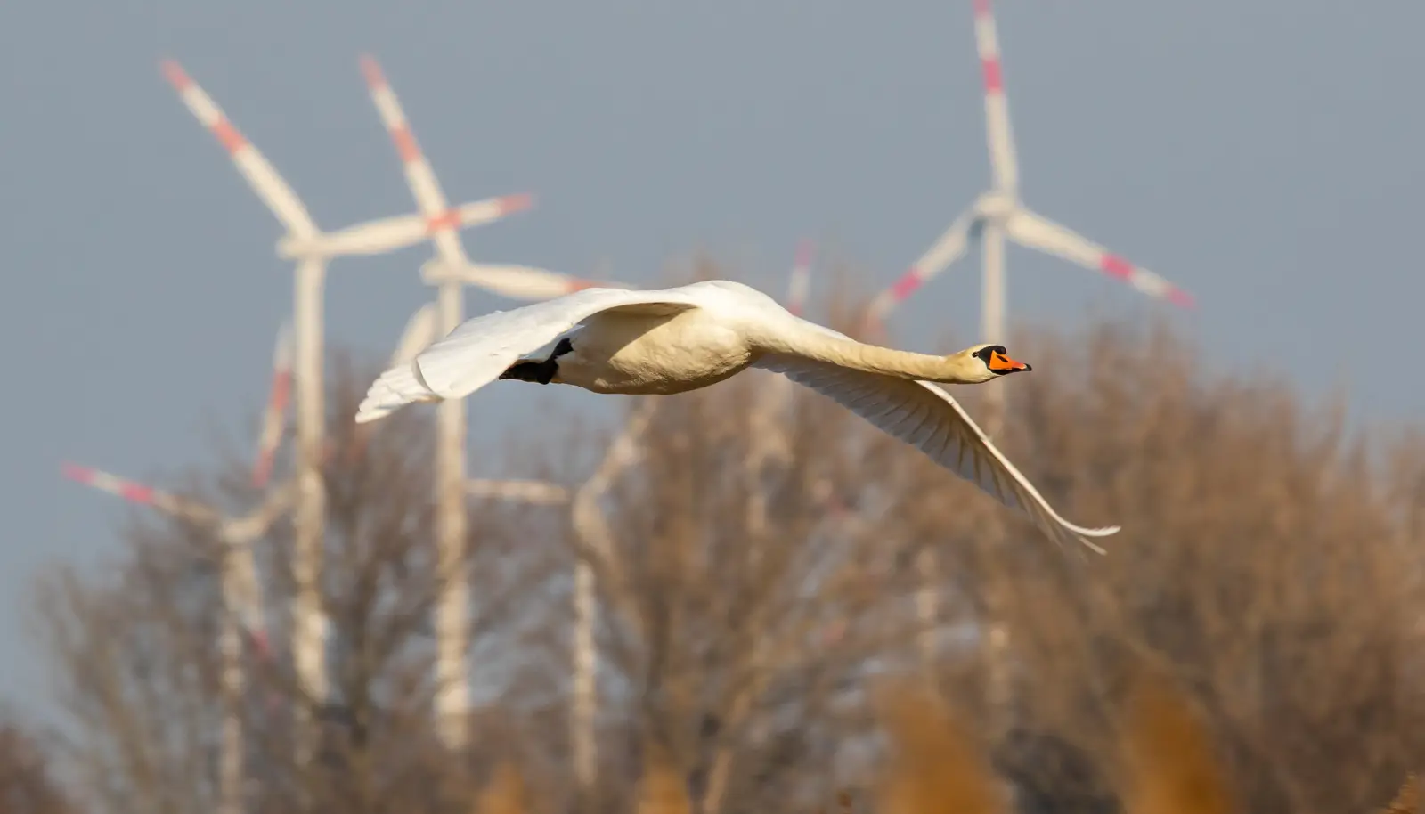 www.enbw.com